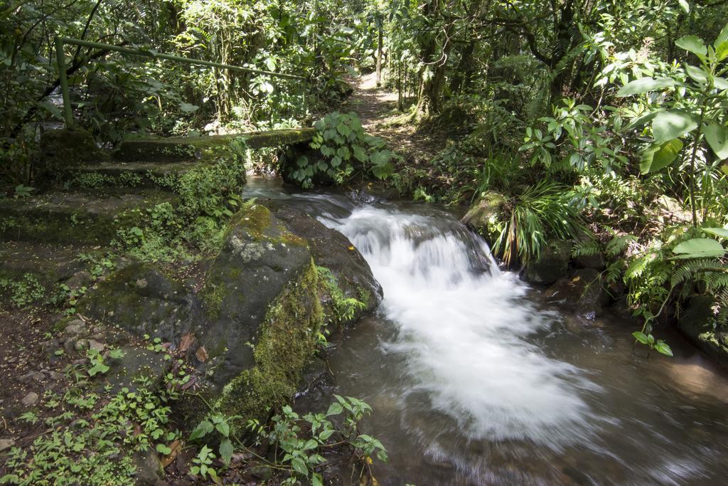 Bosque De Paz Reserva Biologica Toro Amarillo Exterior photo