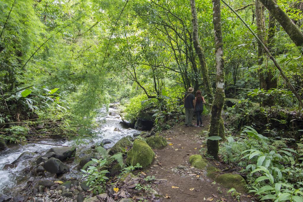 Bosque De Paz Reserva Biologica Toro Amarillo Exterior photo