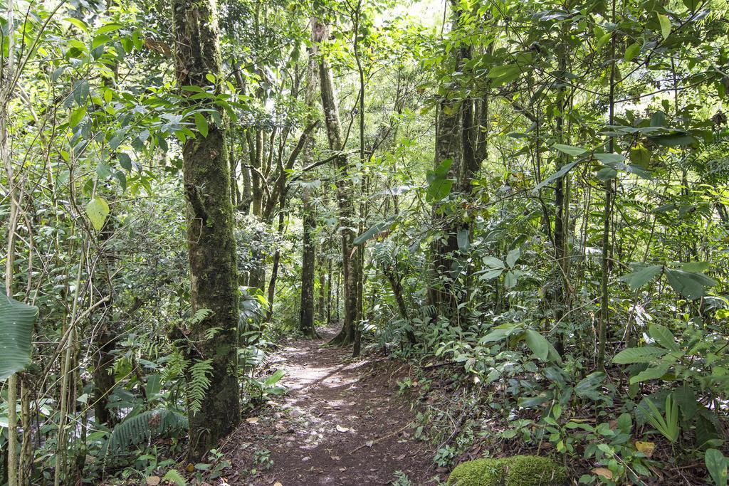 Bosque De Paz Reserva Biologica Toro Amarillo Exterior photo
