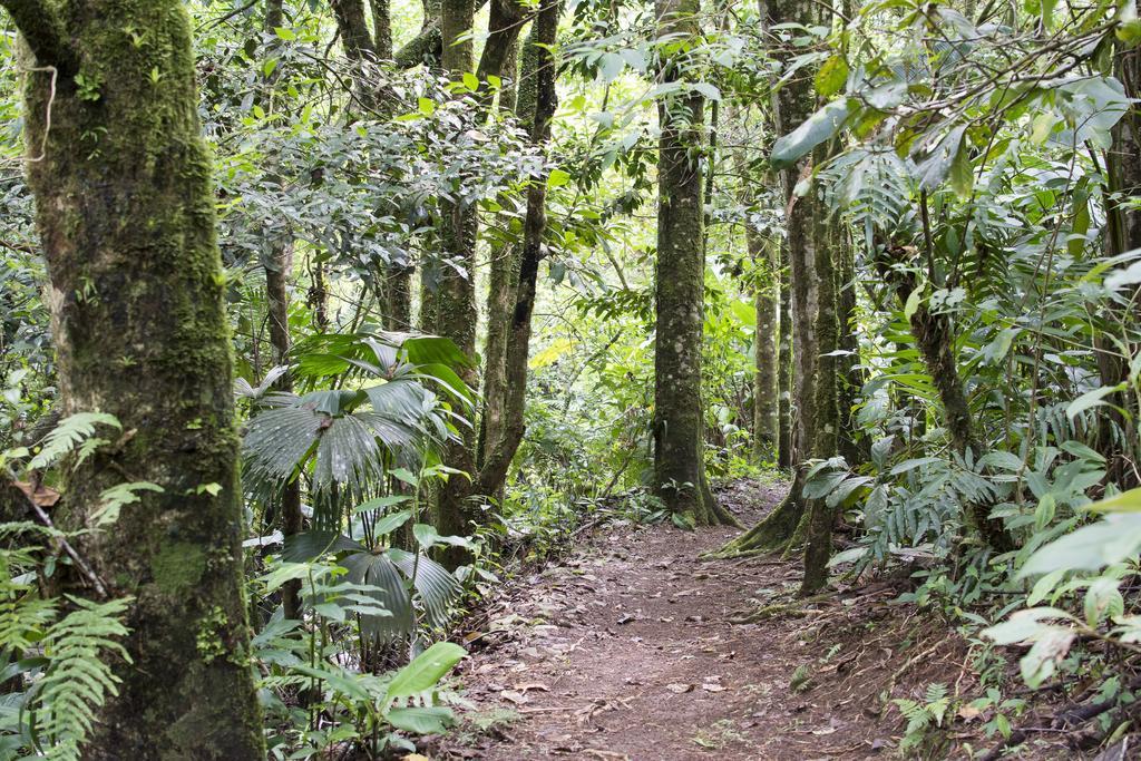 Bosque De Paz Reserva Biologica Toro Amarillo Exterior photo
