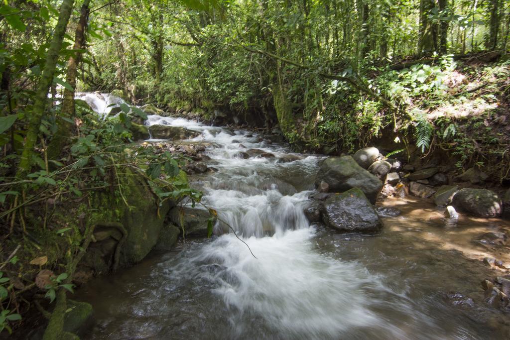 Bosque De Paz Reserva Biologica Toro Amarillo Exterior photo