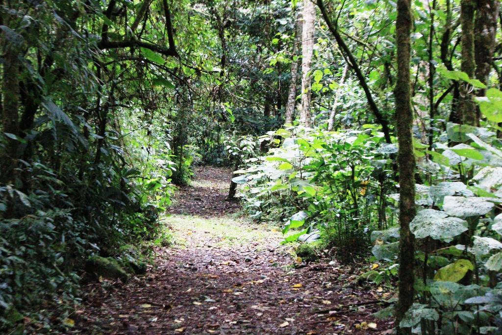 Bosque De Paz Reserva Biologica Toro Amarillo Exterior photo